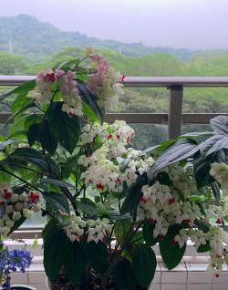 8種耐熱觀賞植物，夏季也花開不斷，要想夏天有花看，就養這幾種