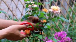3種花，要多“掐尖打頂”，越掐花越多，變成驚艷的“大花球”