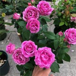 3種花，要多“掐尖打頂”，越掐花越多，變成驚艷的“大花球”