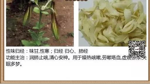 每天一味中藥-百合